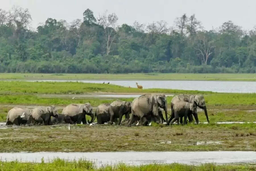 The Return of the Native Part 2 ‘Miracle’ in the forest pays rich dividends for Udalguri