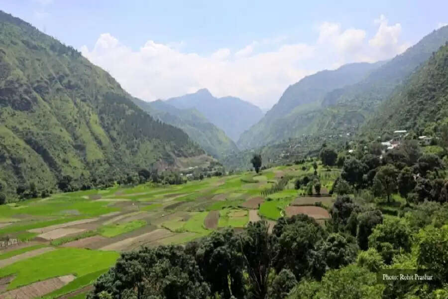 Nanj natives bunch together to revive a lost forest for fodder