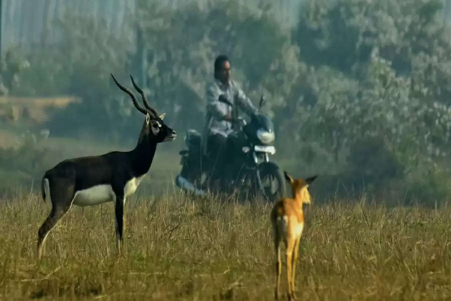Ganjam, Odisha: What does it take to be friends with the Indian antelope?