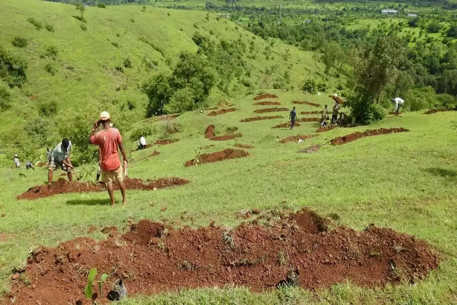 Maharashtra village takes afforestation up a notch