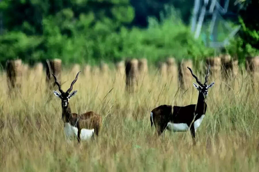 Ganjam, Odisha: What does it take to be friends with the Indian antelope?