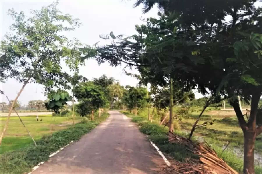 In the name of development, Bihar is slowly losing its dense forests 