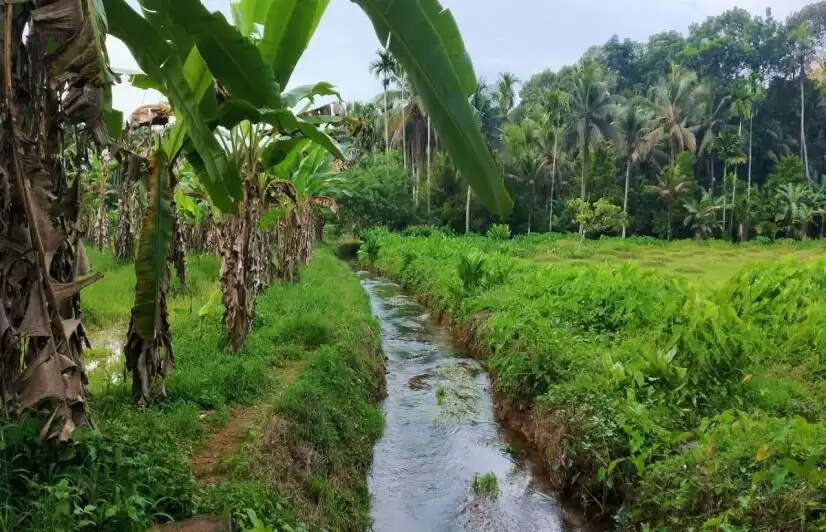 Amid erratic climate, Kerala's paddy cultivation dwindles, demands more irrigation