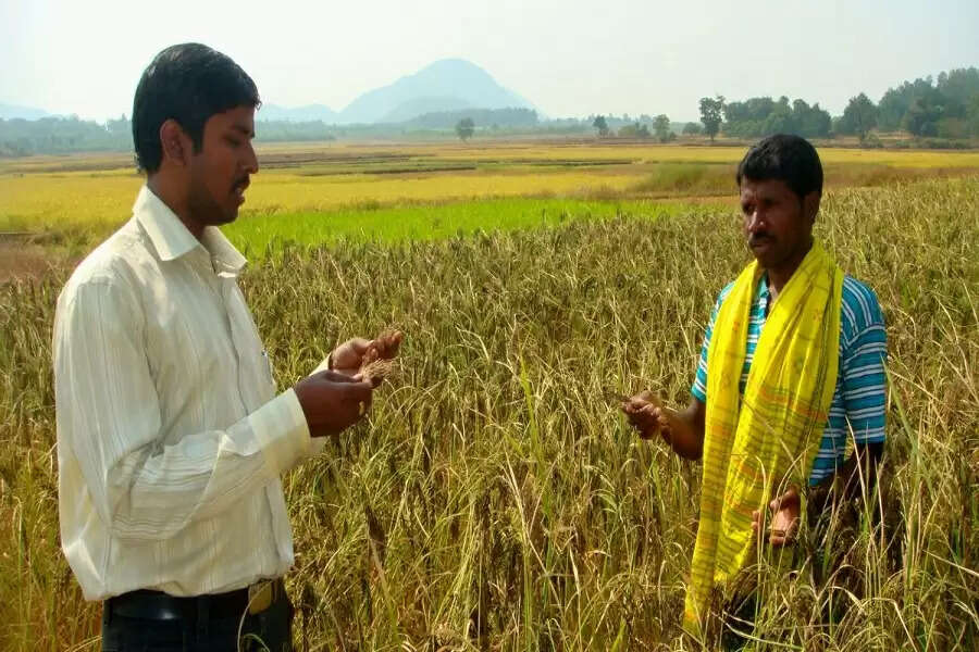 Koraput tribal women rise above the rest, save traditional rice variety from extinction