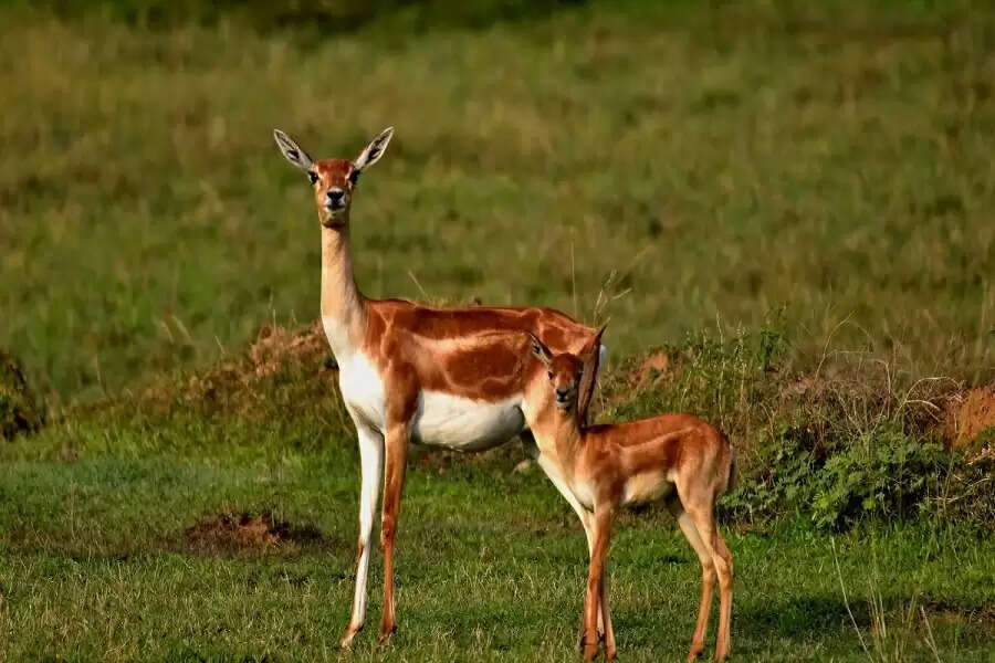 Ganjam, Odisha: What does it take to be friends with the Indian antelope?