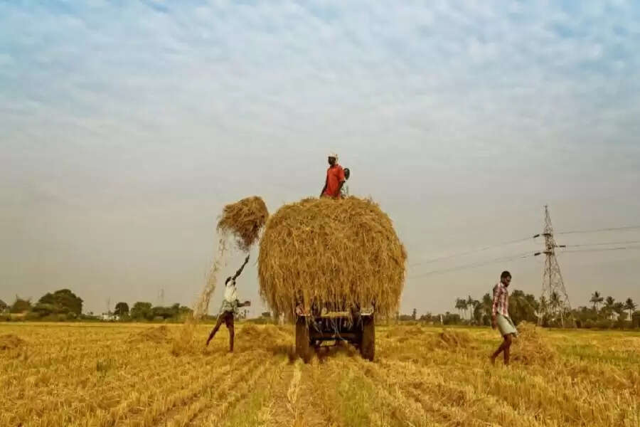 Poor monsoon sows seeds of distress, migration in Jharkhand