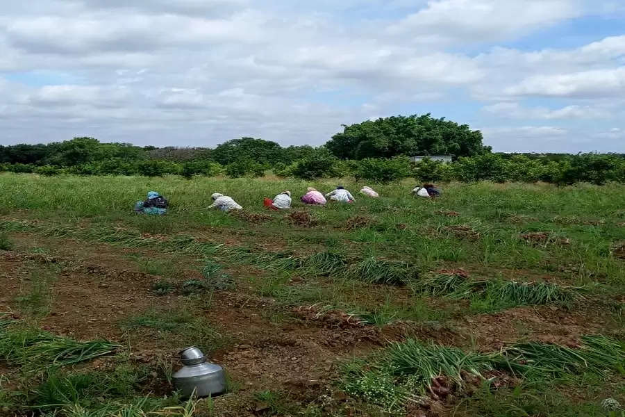 Same hours, Less pay: The cost of being a woman farmhand in rural Maharashtra