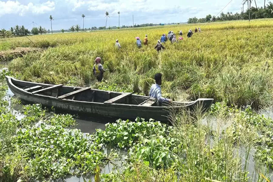 Ernakulam, Kerala: Once touted as the way forward to deal with the effects of climate change on farming in coastal wetlands of Kerala, the integrated scheme for pokkali paddy and aquaculture has not been as successful as expected.    Known locally as oru nellum, oru meenum (One Paddy, One Fish), the project titled ‘Promotion of Integrated Farming System of Kaipad and Pokkali in Coastal Wetlands of Kerala’ utilised the Centre’s National Adaptation Fund for Climate Change (NAFCC). Operated through the National Bank for Agriculture and Rural Development (NABARD) from 2015 to 2019, it was a harbinger of hope for pokkali farmers like Pradeep MK of Kottuvally panchayat in Ernakulam district.    Labour and construction issues dogged Pradeep’s first attempt to renovate his farm under the scheme in 2017. For eight months, labour unions prevented the use of a floating JCB for building the peripheral bund, fearing loss of labour. However, Pradeep’s relentless pursuit of a solution got him an order from the district collector permitting machinery for construction.       As if the problems were not enough, the 2018 deluge inflicted heavy damage to the bund. He had no option but to wait for another six months — the time he needed to cultivate and harvest pokkali.    When Pradeep finally finished construction, the Agency for Development of Aquaculture (ADAK), the NABARD’s local entity, lent him a huge blow. On inspecting the bund, the ADAK officials found a few areas where the stipulated measurements of 2 m height, 1.5 m top width and 5 m bottom width were not met. Result: Pradeep did not get the NAFCC subsidy.  “I took a bank loan of Rs 3 lakh and spent another Rs 2 lakh from my pocket,” Pradeep said. When he finally rebuilt the bund, the ADAK diligently told him that the two-year time limit for construction under the project had lapsed!