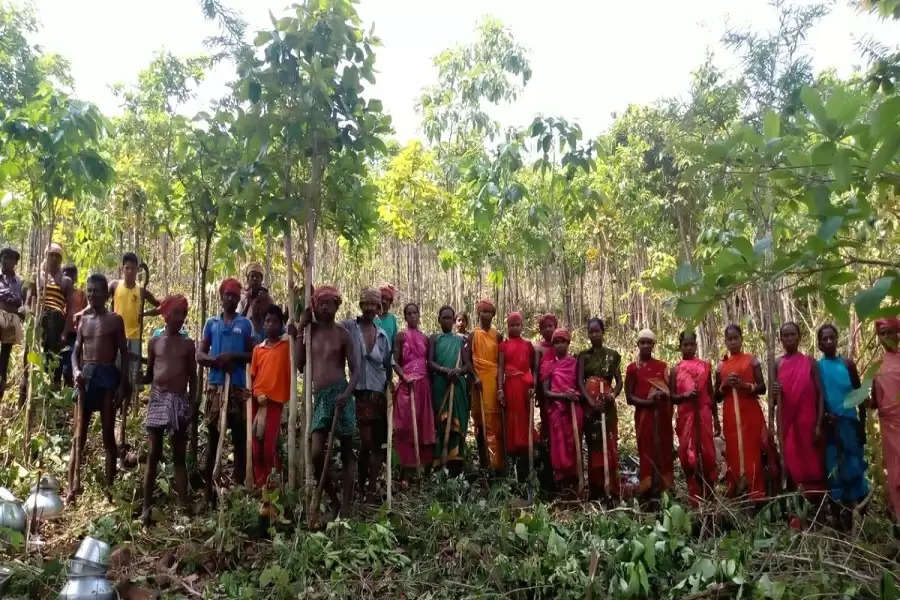 Wild yams provide health and wealth to Odisha tribals s