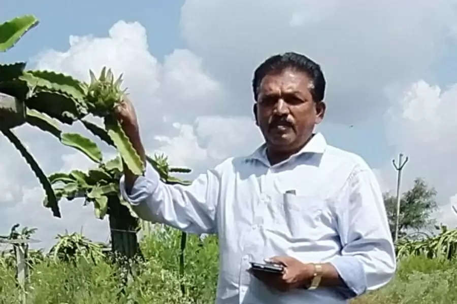 Tangy dragon fruit tickles the taste buds of Maharashtra farmers
