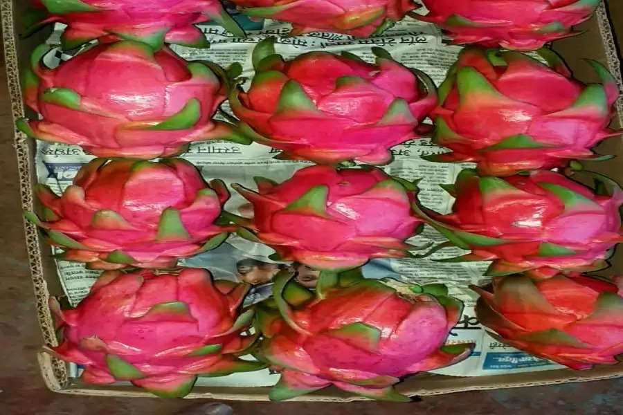 Tangy dragon fruit tickles the taste buds of Maharashtra farmers