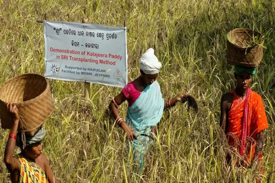 Koraput tribal women rise above the rest, save traditional rice variety from extinction