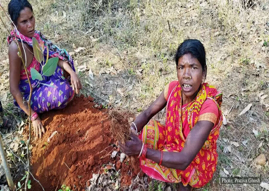 Wild yams provide health and wealth to Odisha tribals