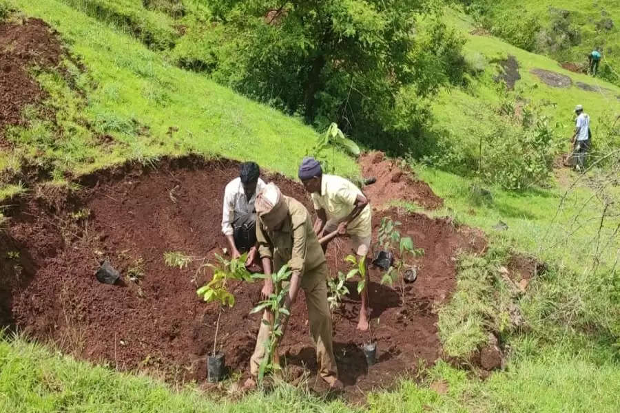 Maharashtra village takes afforestation up a notch