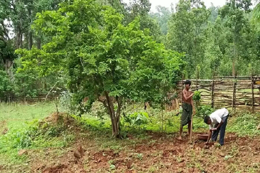 Odisha tribals take fight against malnutrition to their backyards