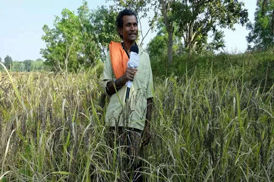 Koraput tribal women rise above the rest, save traditional rice variety from extinction