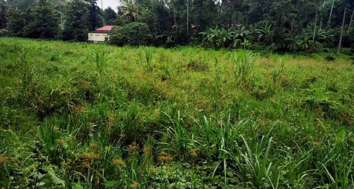 Amid erratic climate, Kerala's paddy cultivation dwindles, demands more irrigation