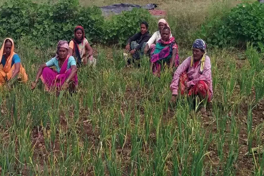 Their popularity hinges on the fact that they need to be paid only half of what men manage to get, despite doing the same work for the same amount of time. “At the end of the day, we also have to think about saving money,” says Mamusheth, a farm owner.    A conversation with Vijay Bhosale, a farm contractor, reveals how most of them perceive gender inequality in daily wages as a social norm. “This is what was followed by our forefathers. I know it is unequal, but this is how the system is,” explains Bhosale.  Sympathising with the farm owners, a woman in the group says they are fine with the Rs 200 they receive. “Men ask for Rs 400 and above. Maybe, the employers cannot afford that much.”    All of them admit that they do not really ask for more wages for fear of loss of employment. “Something is better than nothing, right?” says Anita, to which others nod. Furthermore, they feel there is almost no room for negotiations.  In 2017, the Union Ministry of Labour and Employment raised the minimum daily wages of unskilled agricultural labourers from Rs 160 to Rs 300 per day for C-category towns. If States have higher minimum wages than the one declared by the Centre, then the former will prevail.  As per the revised minimum wages in Maharashtra, even unskilled labourers in zone 3 are entitled to Rs 420.54 per day. From plain observation, it is clear that all the rates mentioned in different policy guidelines of the State and Central governments are higher than the amount women farm hands in Jadhavwadi and Bijaudi are paid.  According to a statewise study by the Labour Bureau of the Government of India, the average daily wages for male and female agricultural labourers in rural Maharashtra in September 2016 were Rs 192.33 and Rs 135.31, respectively. The rates across India at that point of time were Rs 252.38 and Rs 195.11.  Despite the State government’s initiative to close the gaps in daily wages since 2016, it has been overlooked in rural areas. A news report highlights a similar situation in Palghar’s Sadakwadi, where women work in farms for low wages, while men migrate to nearby areas for construction or industry-based work.    Unfair to the core  Most women found working in Jadhavwadi are middle-aged (between 45-65 years). The tedious work affects their health to a great extent. However, they take an injection to kill the pain and get back to work.  The distress employment during the post-pandemic period has compelled most of them to take up extra work. In fact, some were not into farm labour prior to the pandemic. This year’s unprecedented rains also added to their woes by diminishing the prospects of daily employment.   “Our children in cities used to send us money. That was enough to sustain ourselves. Everything came to a halt when COVID-19 struck. Some lost jobs and could not afford to support us anymore. So we took up farm labour,” they explain.