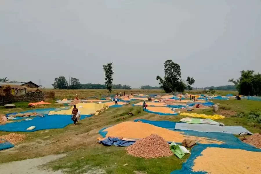Corn farmers in Bihar caught in a maze of high input cost, low returns