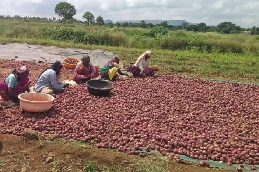 Same hours, Less pay: The cost of being a woman farmhand in rural Maharashtra