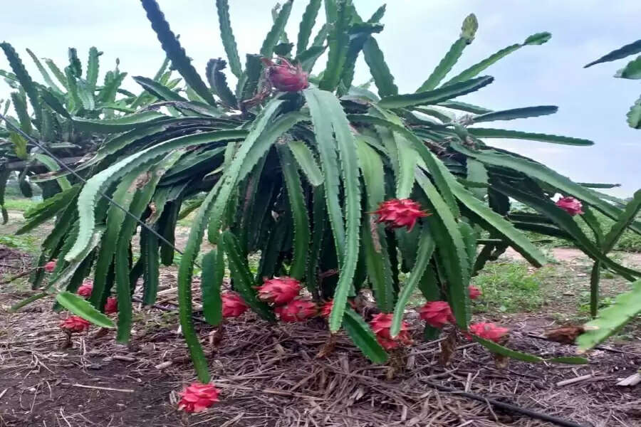 Tangy dragon fruit tickles the taste buds of Maharashtra farmers