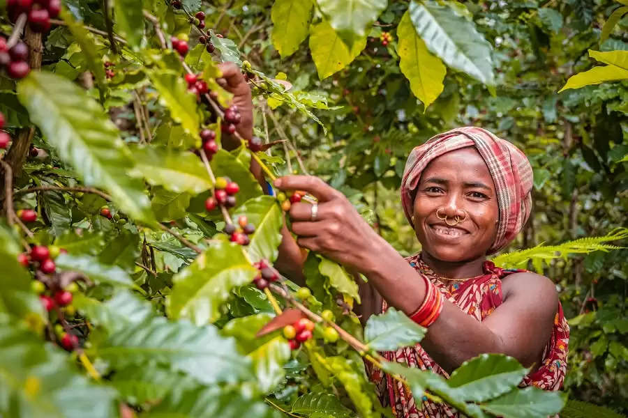 Koraput's caffeine fix: Coffee cultivation mitigates distressed migration among Odisha's tribals
