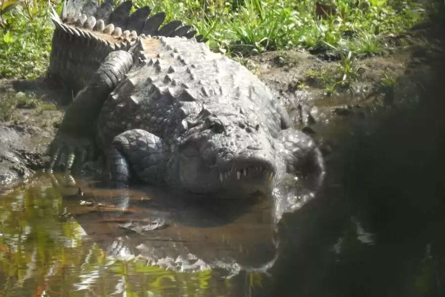 After success with mynahs, Kanger Valley ropes in tribal youth to save its Marsh crocodiles