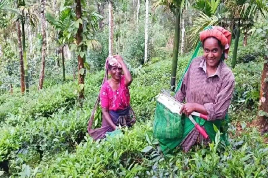  Tea growers, labourers pick up the pieces after rain havoc in Tamil Nadu