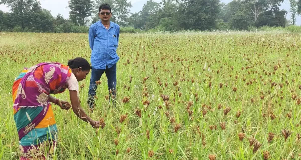 From cotton to millets: Rayagada's tribal farmers make a switch