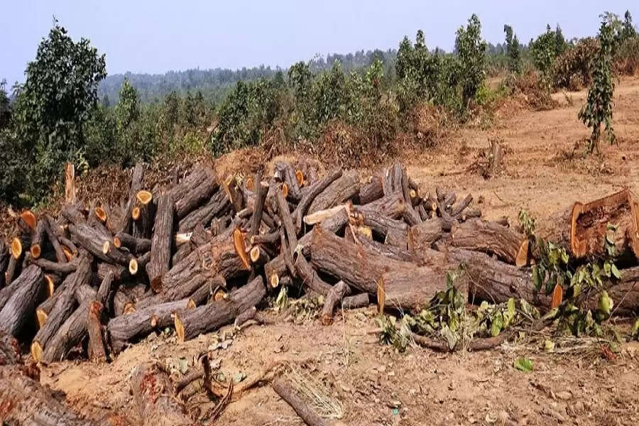 In the name of development, Bihar is slowly losing its dense forests cover