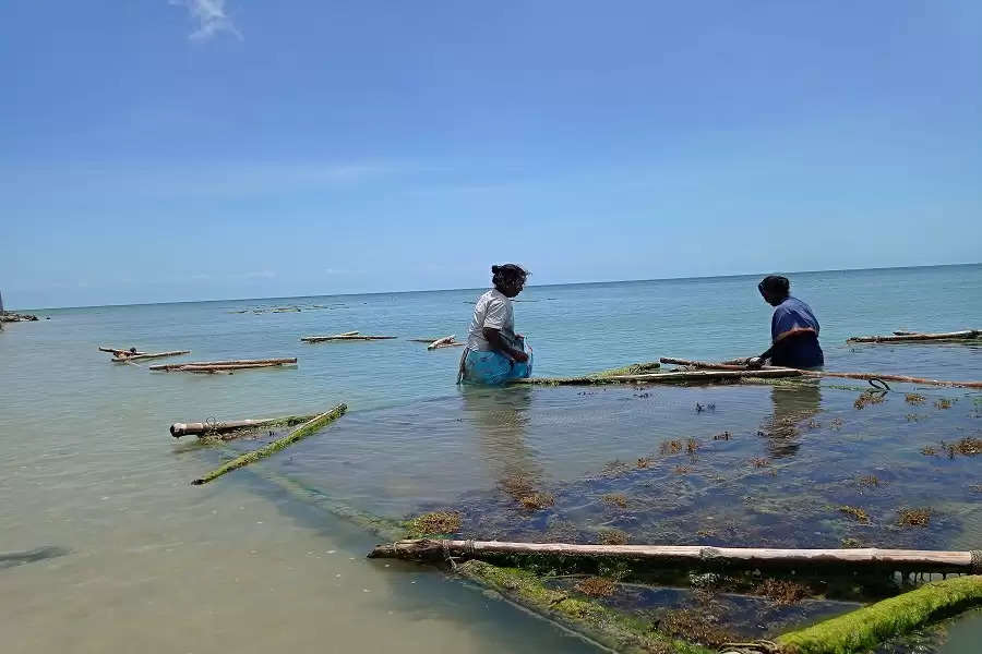 Aquaculture farms threaten livelihoods of small-scale fisherwomen on TN island