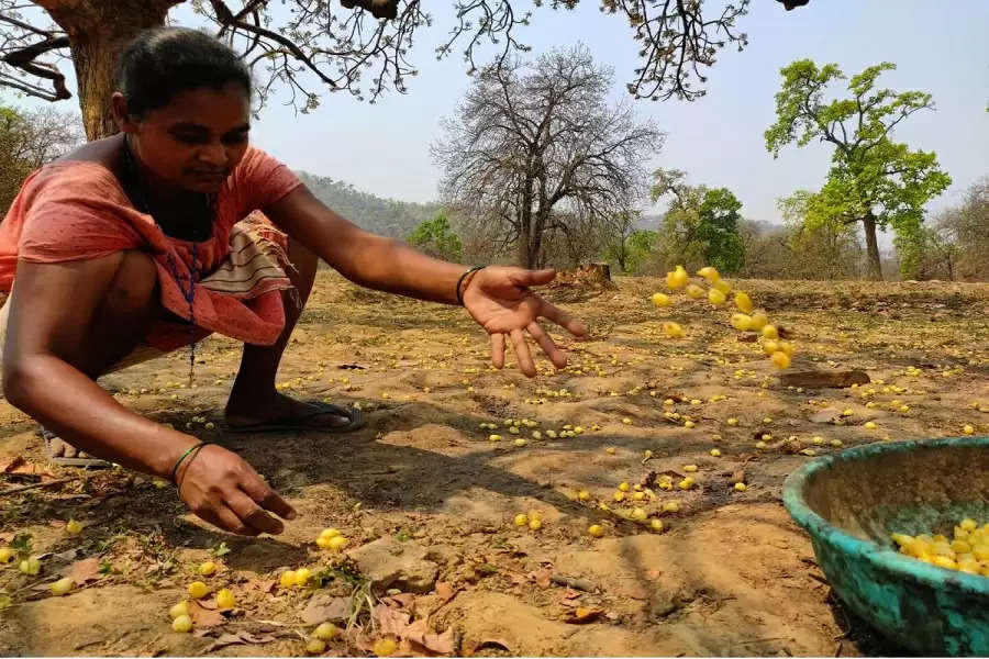 Mahua in full bloom, but women flower collectors in a state of gloom