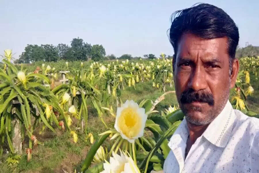 Tangy dragon fruit tickles the taste buds of Maharashtra farmers