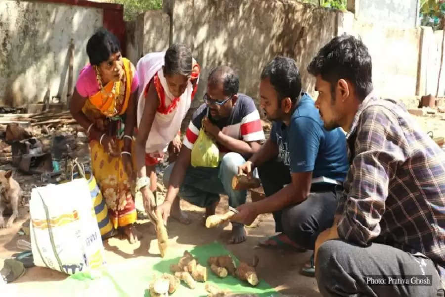 Wild yams provide health and wealth to Odisha tribals
