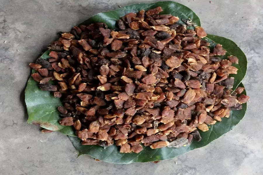 Mahua in full bloom, but women flower collectors in a state of gloom