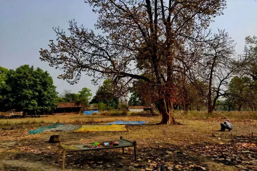 Mahua in full bloom, but women flower collectors in a state of gloom